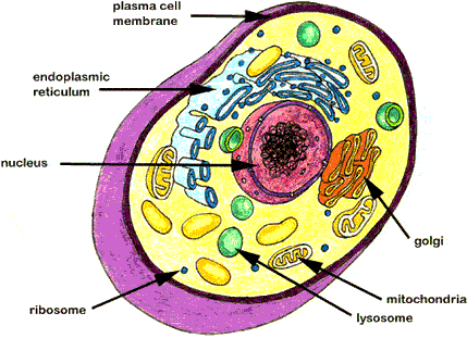 It is a plant cell as it has It is a plant cell as it has