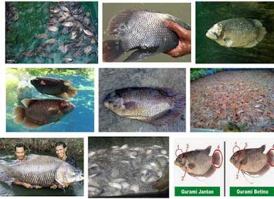"Penyakit Yang Sering Menyerang Ikan Gurame Dan Cara mengatasinya"