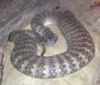 Acnthophis Death adder