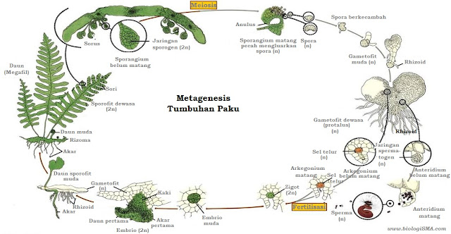 metagenesis tumbuhan pak