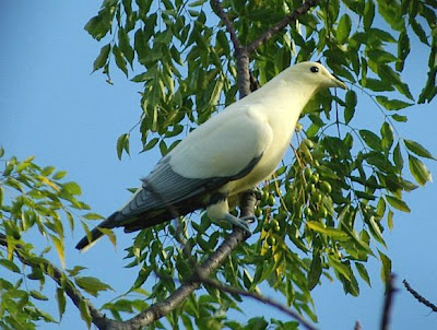 Mengenal Burung Pergam Putih Burung Gue