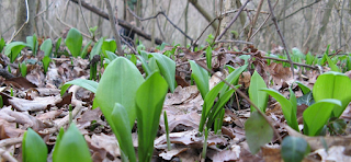 Молодые листья Allium ursinum