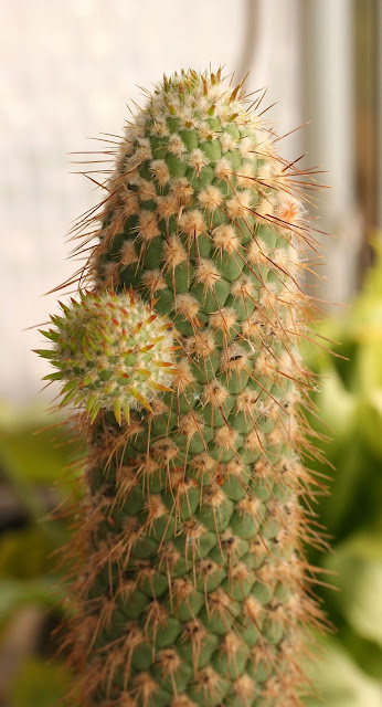 xuong-rong-austrocylindropuntia-pachypus