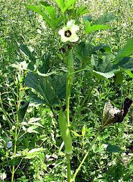KILIMO BORA CHA BAMIA/OKRA