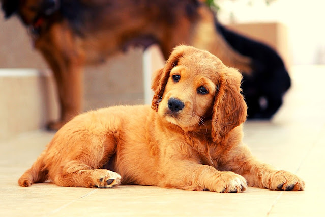 50 + Best Dog Puppy Images only selected