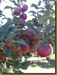 Honey Crisp