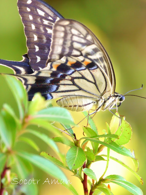 Papilio machaon