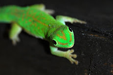 Gekko en Seychelles