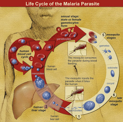 Lifecycle of malaria parasites