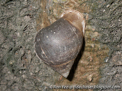 Plicated Pythia (Pythia plicata)