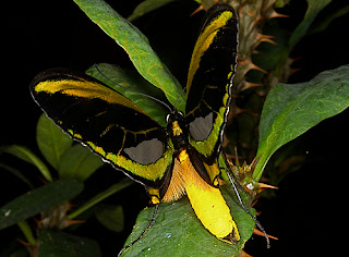 Butterfly Park