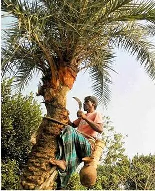 Seuli is collecting sap for preparation of crude sugar and patali