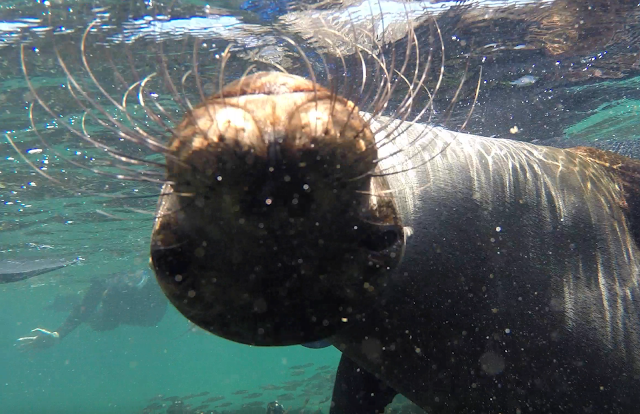 Snorkel en Punta Espinosa, Isla Fernandina, Islas Galápgos