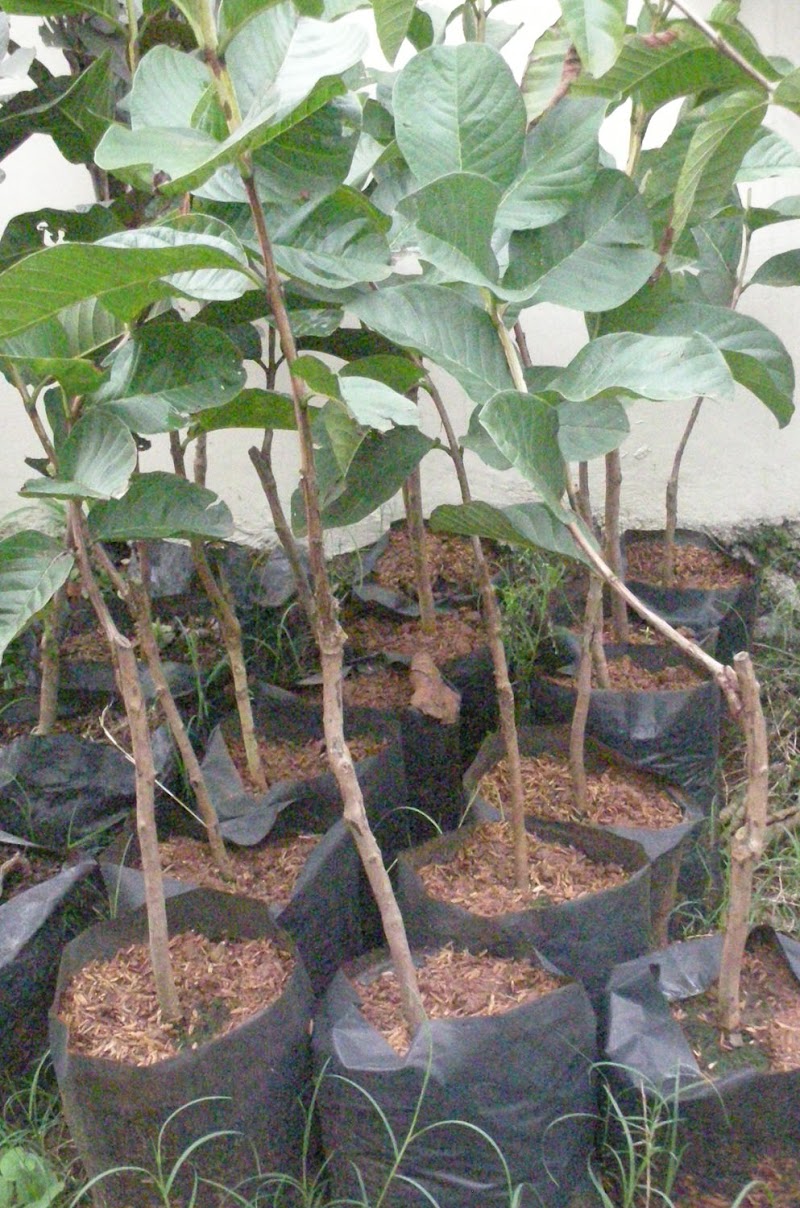 15+ Trend Populer Bibit Rumput Jepang