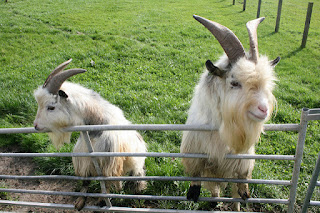 healthy white goats fenced in a farmland for building wealth