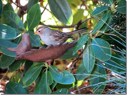 Young White Crowned Sparrow