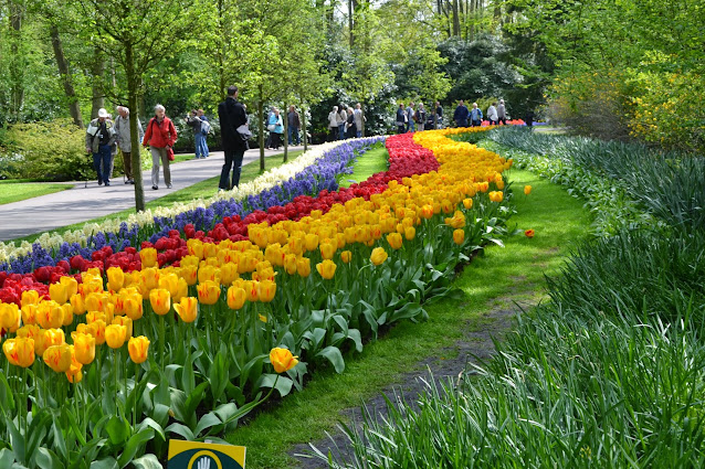 Holandia – tulipanowy raj czyli ogród Keukenhof