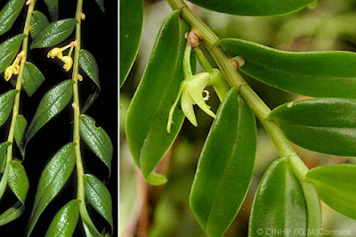 Dendrobium involutum care and culture