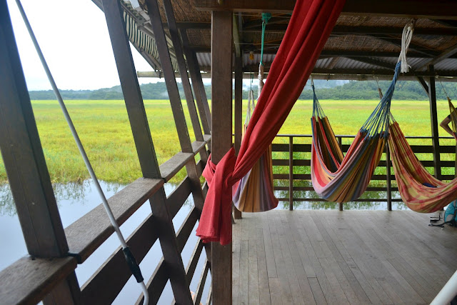 Guyane, marais de Kaw, Jal voyages, caïman, oiseaux