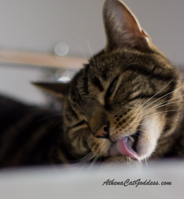 cat bathing herself