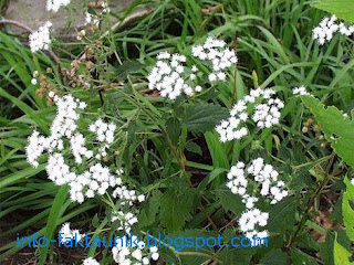 Eupatorium rugosum di info-faktaunik.blogspot.com