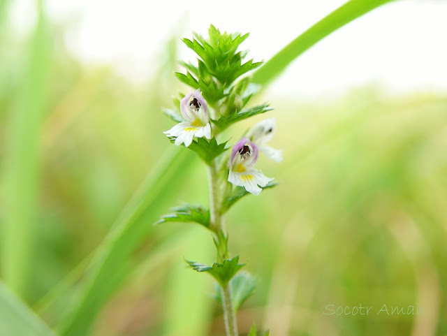 Euphrasia maximowiczii