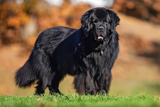 "Newfoundland dog standing proudly with a shiny black coat and webbed paws, exemplifying the majestic appearance and water-loving nature of the breed."