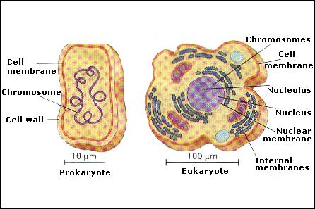 CoretanMasBiolovers: PERBEDAAN SEL PROKARIOTIK DAN SEL 