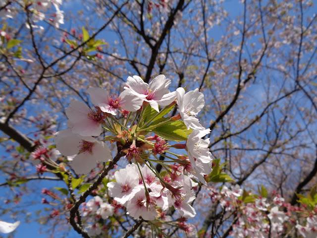 むきばんだ遺跡公園駐車場のソメイヨシノ桜