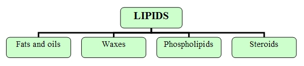 Schematic classification of lipids