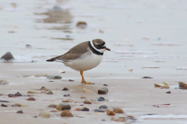 ringed plover, wading bird, beach, fraisthorpe