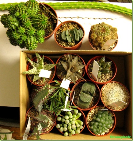 succulente landriana 2010 ottobre