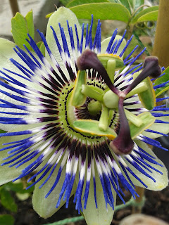 passion flower bloom