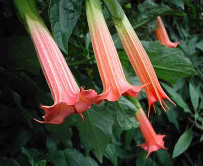  Angel's Trumpet