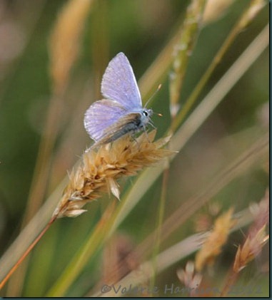 24-common-blue