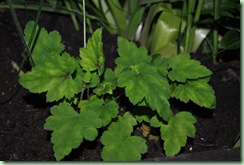 Heucherella alba 'Bridget Bloom' ??