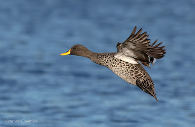 Yellow-Billed Duck - Woodbridge Island Cape Town