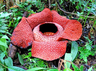 Koleksi Foto Raflesia  Arnoldii Beda dengan Bunga  Bangkai 