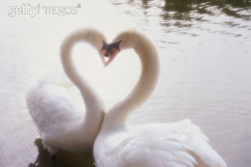 heart shape on animals body picture