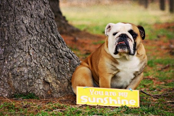 https://www.etsy.com/listing/97505512/5x7-you-are-my-sunshine-english-bulldog?ref=favs_view_1