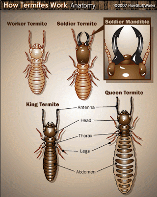termita imagenes