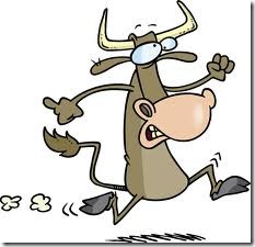 bull running