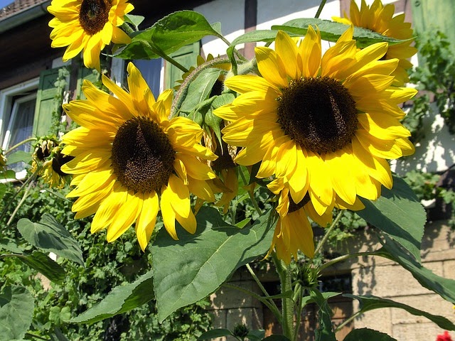 comicfever Manfaat Dari Tanaman Bunga  Matahari