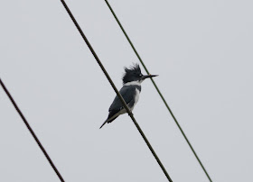 Belted Kingfisher - Merritt Island, Florida