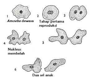 Amoeba dan Planaria LITERASI FH