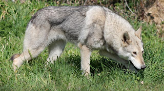 Canens Africae Chien loup de Saarloos