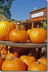 Pumpkins-1