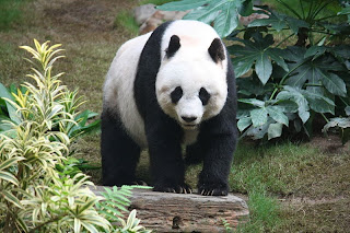 panda, cuddly, black and white, bear, china, woods