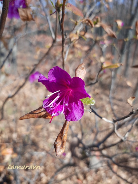 Рододендрон остроконечный (Rhododendron mucronulatum)