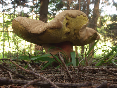 borowik żółtopory, borowik grubotrzonowy Boletus calopus